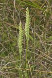 Sphinx Ladies' Tresses, Spiranthes incurva