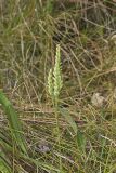 Sphinx Ladies' Tresses, Spiranthes incurva