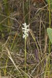 Sphinx Ladies' Tresses, Spiranthes incurva
