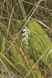 Sphinx Ladies' Tresses, Spiranthes incurva