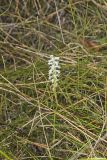 Sphinx Ladies' Tresses, Spiranthes incurva