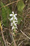 Sphinx Ladies' Tresses, Spiranthes incurva