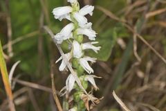 Sphinx Ladies' Tresses