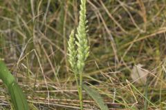 Sphinx Ladies' Tresses, Spiranthes incurva