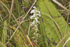 Sphinx Ladies' Tresses, Spiranthes incurva