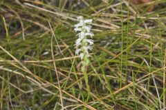 Sphinx Ladies' Tresses, Spiranthes incurva