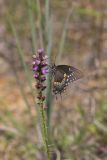 Spicebush Swallowtail, Papilio troilus