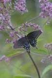 Spicebush Swallowtail, Papilio troilus