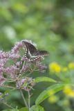 Spicebush Swallowtail, Papilio troilus