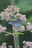 Spicebush Swallowtail, Papilio troilus