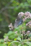 Spicebush Swallowtail, Papilio troilus