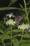 Spicebush Swallowtail, Papilio troilus