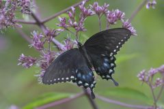 Spicebush Swallowtail, Papilio troilus