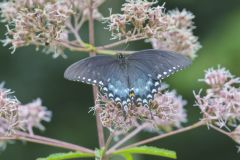 Spicebush Swallowtail, Papilio troilus