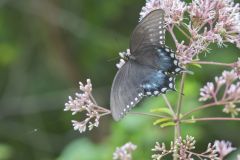 Spicebush Swallowtail, Papilio troilus