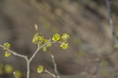Northern Spicebush