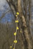 Northern Spicebush, Lindera benzoin