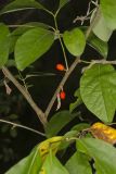 Northern Spicebush, Lindera benzoin