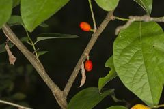 Lauraceae, Spicebush family