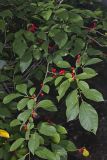 Northern Spicebush, Lindera benzoin
