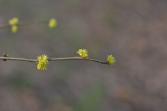 Northern Spicebush, Lindera benzoin