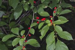 Northern Spicebush, Lindera benzoin