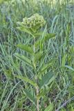 Spider Milkweed, Asclepias viridis