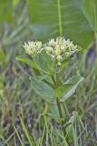 Spider Milkweed, Asclepias viridis