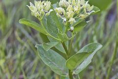 Spider Milkweed