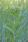 Spider Milkweed, Asclepias viridis