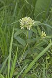 Spider Milkweed, Asclepias viridis