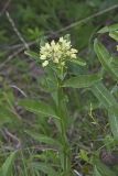 Spider Milkweed, Asclepias viridis