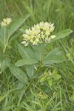 Spider Milkweed, Asclepias viridis