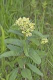 Spider Milkweed, Asclepias viridis