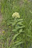 Spider Milkweed, Asclepias viridis
