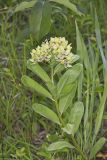 Spider Milkweed, Asclepias viridis