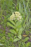 Spider Milkweed, Asclepias viridis