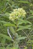 Spider Milkweed, Asclepias viridis