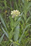 Spider Milkweed, Asclepias viridis