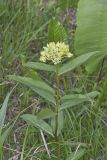Spider Milkweed, Asclepias viridis