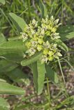 Spider Milkweed, Asclepias viridis