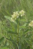 Spider Milkweed, Asclepias viridis