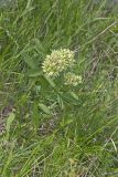 Spider Milkweed, Asclepias viridis