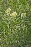Spider Milkweed, Asclepias viridis