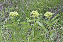 Spider Milkweed, Asclepias viridis