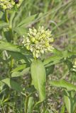 Spider Milkweed, Asclepias viridis