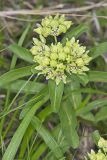 Spider Milkweed, Asclepias viridis