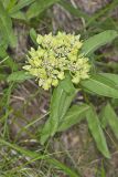 Spider Milkweed, Asclepias viridis