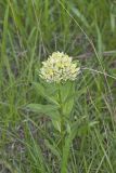 Spider Milkweed, Asclepias viridis
