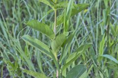 Spider Milkweed, Asclepias viridis